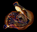   Two Navanax inermis Mating  